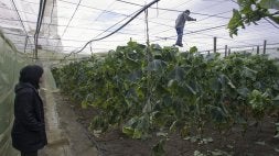 Un agricultor comprueba la estructura de un invernadero en Carchuna, afectada por el viento. /A. AGUILAR