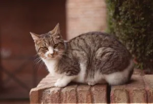 Fotografía de archivo de un gato doméstico. /IDEAL