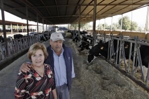 Manuel y su esposa Maravillas, en la explotación ganadera que poseen en la Vega de Granada. / RAMÓN L. PÉREZ