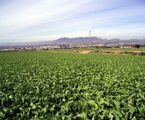 Las altas temperaturas han provocado un aumento de la producción de lechuga almeriense. :: IDEAL