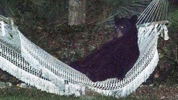 Sorpresa! Un oso se acuesta en hamaca de un jardín en Florida siesteando