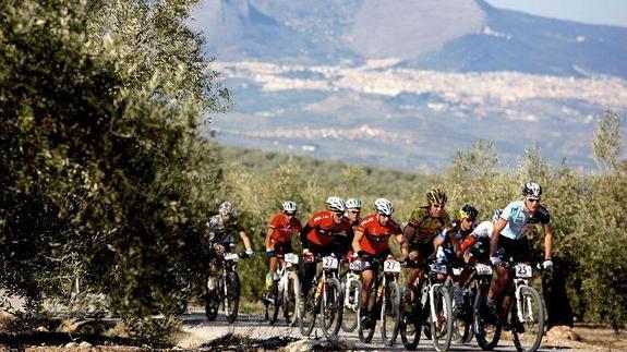 Un grupo de ciclistas pedalea por un carril entre olivos del recorrido de la Andalucía Bike Race 