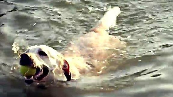 A la caza de la pelota con Senda Canina