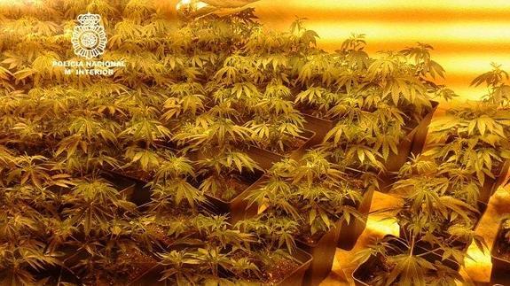 Detenida por cultivar 169 plantas de marihuana