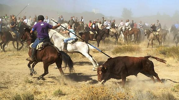 Polémica: El Toro de la Vega provoca tensión en Tordesillas