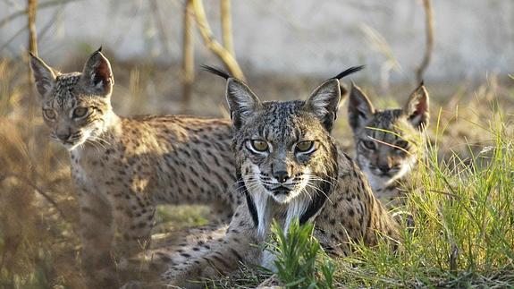 Ejemplares de lince ibérico nacidos en el centro de cría en cautividad El Acebuche, en Doñana.