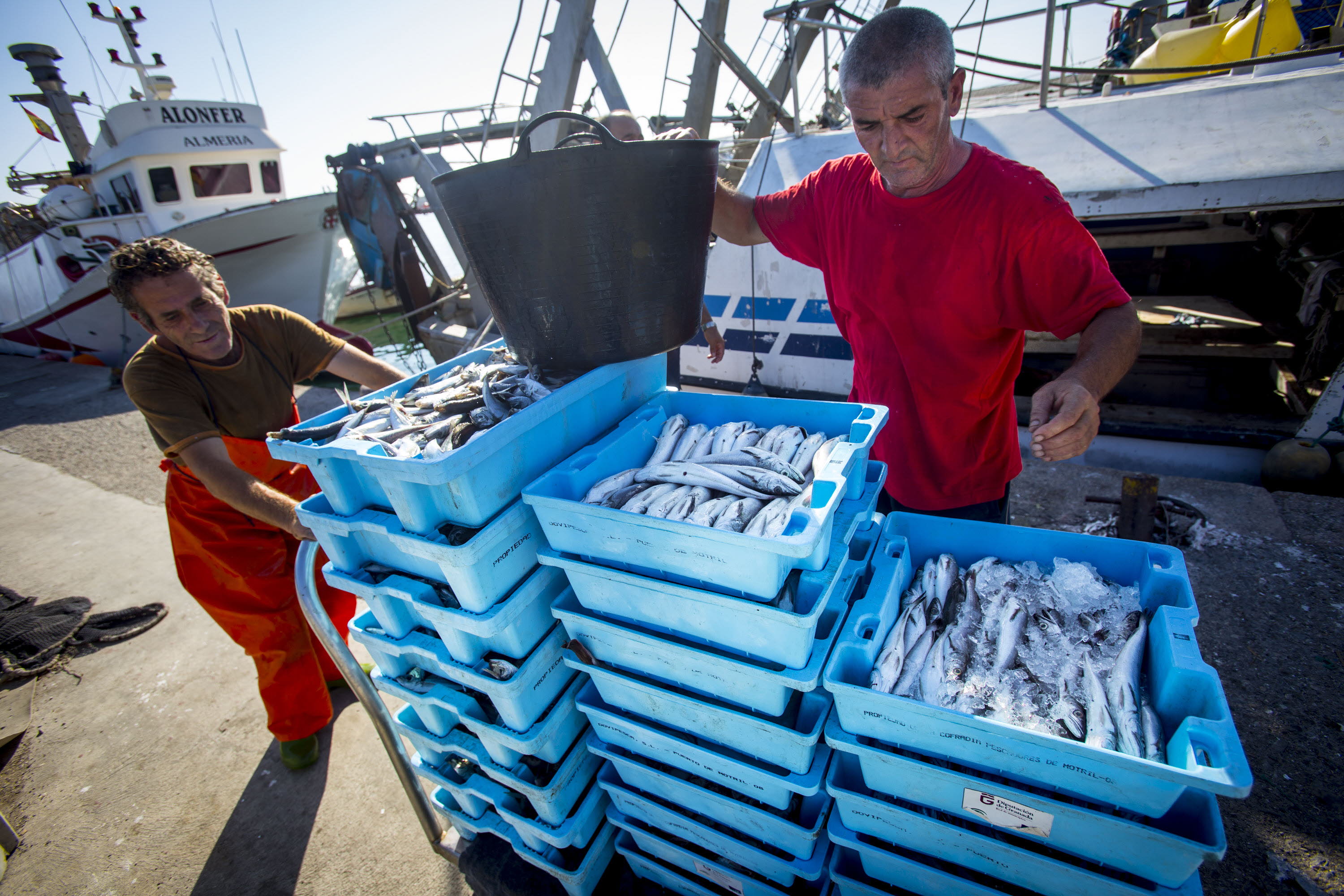 Pescadores motrileños donan 17.000 kilos de pescado al Banco de alimentos