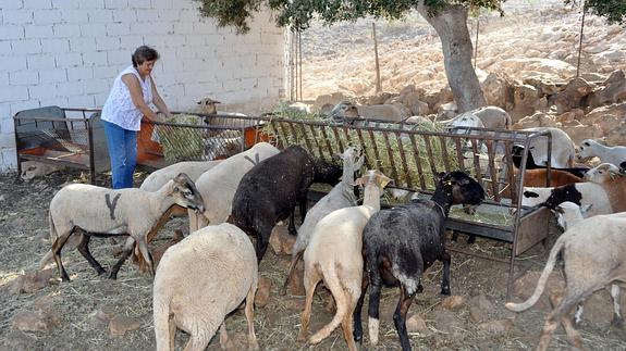 Una ganadera lojeña alimenta a sus ovejas con forraje de producción ecológica.