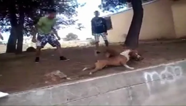 Un vídeo descubre a una mafia que organizaba peleas de perros en Alzira