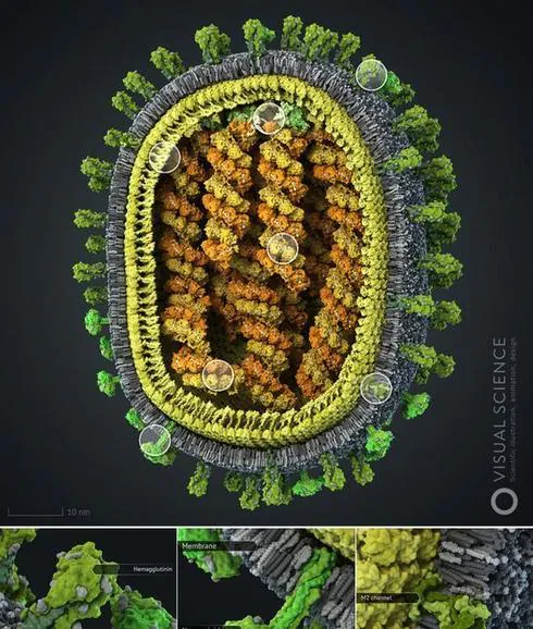 ¡Aviso!: Consiguen bloquear el virus de la gripe A sintetizando moléculas