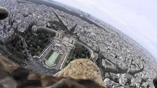 Sobrevolando París desde la perspectiva de un águila de cola blanca  (alcanzando los 180 km/h) | Ideal