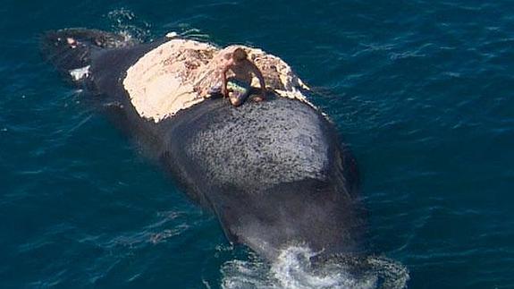 Un australiano salta sobre una ballena muerta mientras le rodean unos tiburones