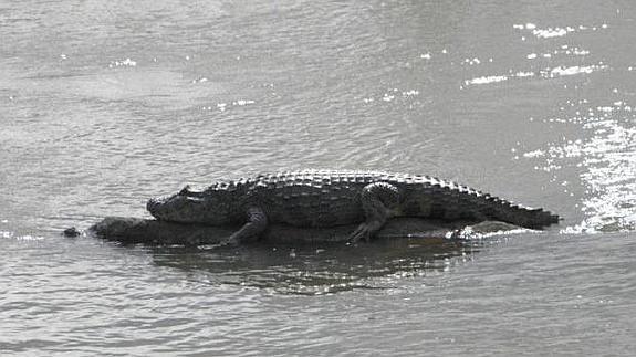 ¡Alarma!:... Yacarés de Iguazú, en peligro por el cambio climático actual