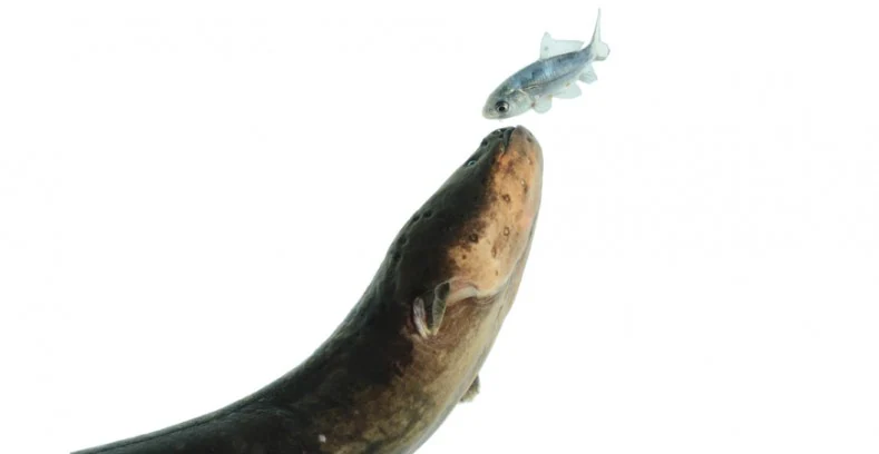 ¡Bárbaro!:.. La anguila eléctrica funciona como una pistola Taser