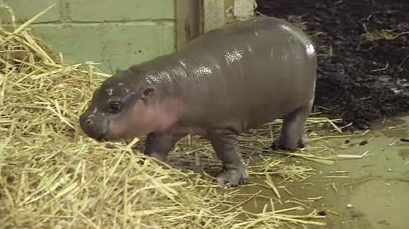 Nace un "adorable" hipopótamo 'de juguete'
