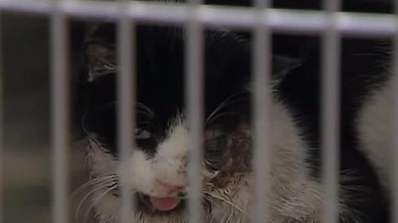 'Walking Dead' felino: Un 'gato zombi' regresa a casa desde la tumba tras 5 días muerto