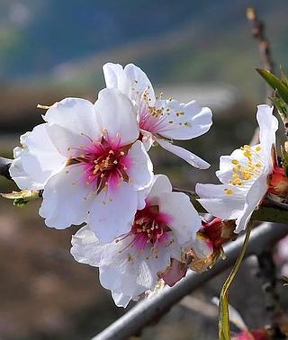 Tiempo de almendros en flor | Ideal