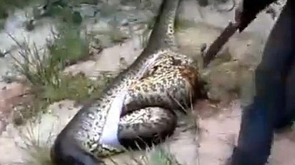 Una serpiente murió por haberse tragado otra inmensa