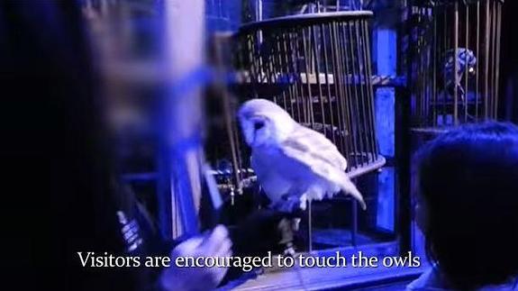 PETA acusa al tour de Harry Potter de maltratar a los búhos