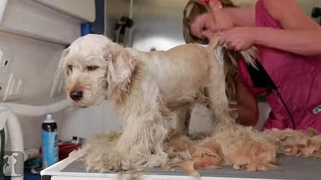 Un corte de pelo le salvó la vida a este perro abandonado
