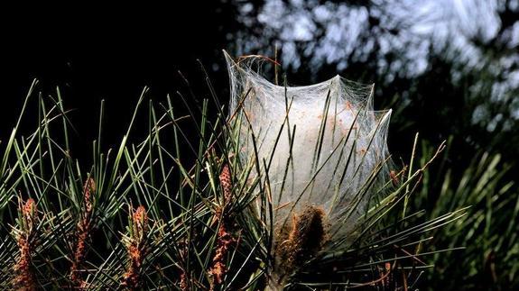 Las bolsas con miles de larvas entre las ramas de los pinos delatan la presencia de procesionaria 