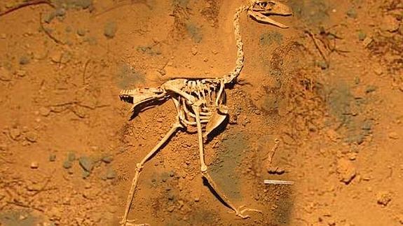 Descubierto el esqueleto de ave del terror más completo hasta la fecha