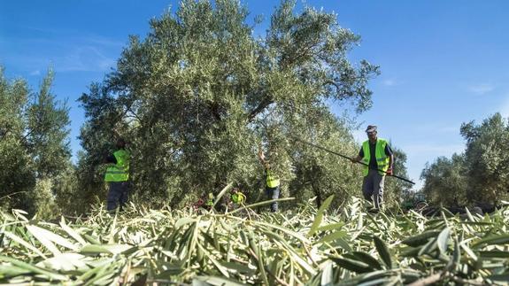 Olivareros recogiendo aceitunas en una explotación de Mancha Real. 