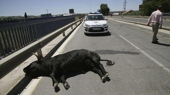 Un agente de movilidad atropella y mata al toro escapado en Talavera de la Reina