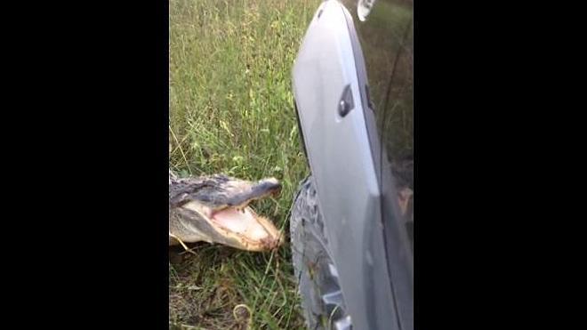 Un cocodrilo destroza una camioneta tras provocarle el conductor