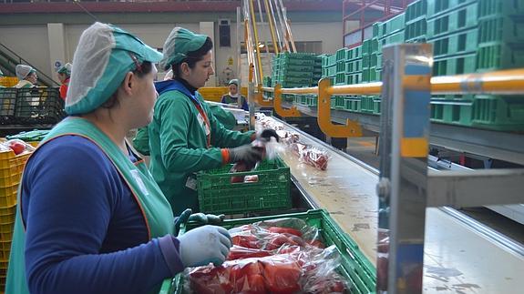 Trabajadoras del manipulado confeccionan pimiento en uno de los centros de AgrupaEjido.