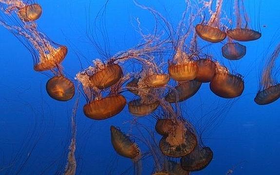 Miedo a las medusas: El 31% de los españoles cambia el destino de sus vacaciones por ellas