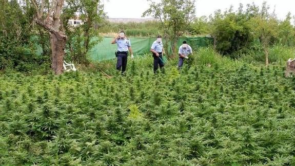 Detienen en Lleida a un hombre que cultivaba más de 1.300 plantas marihuana .