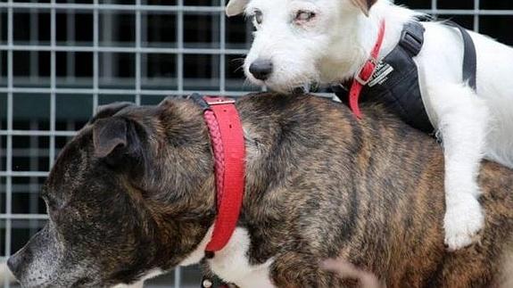 La emotiva historia de dos inseparables perros abandonados: uno ciego y otro guía