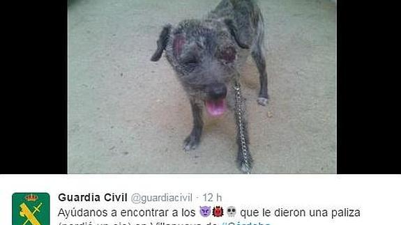 La Guardia Civil pide ayuda para encontrar a quien apaleó a este perro en Córdoba