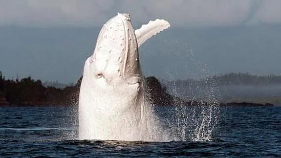 Avistan un raro ejemplar de ballena jorobada albina en Nueva Zelanda