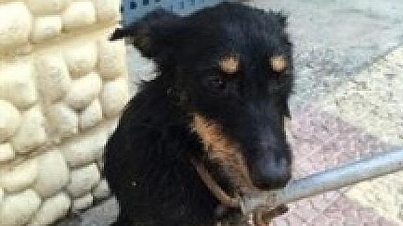 Imagen de la perra tras ser rescatada.