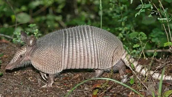 Dispara a un armadillo, la bala rebota en el caparazón y le hiere la mandíbula