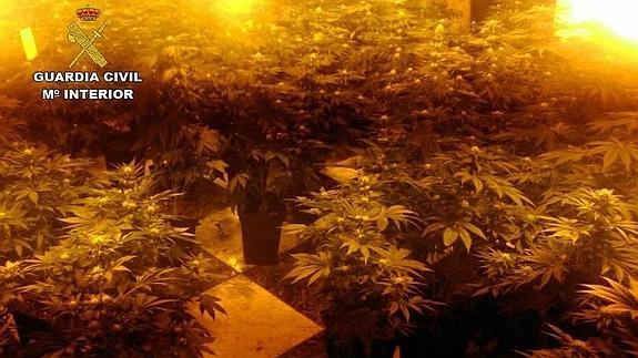 Seis detenidos con 1712 plantas de cannabis sativa