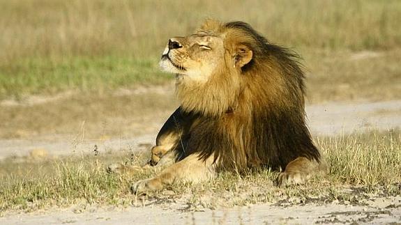 La voz del león ‘Cecil’