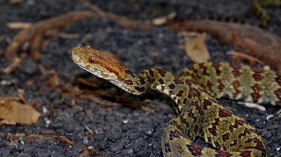 Nueva especie de víbora con 'piel joya' descubierta en el Himalaya. 