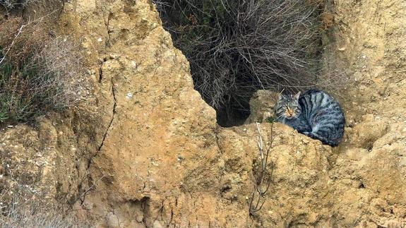 Un gato montés observa desde una oquedad en terrenos arcillosos próximos a zonas boscosas.