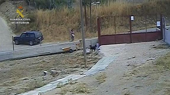 Imputado por forzar un refugio y abandonar a dos cachorros que murieron atacados por otros perros