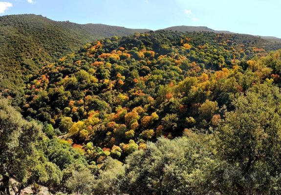 El otoño crea imágenes coloristas en los bosques del Camarate, que se observan desde los caminos que ascienden desde Lugros hacia la cara norte de Sierra Nevada.