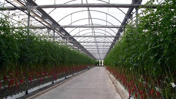 Marruecos aumenta en noviembre su venta de calabacín y tomate en la Unión Europea