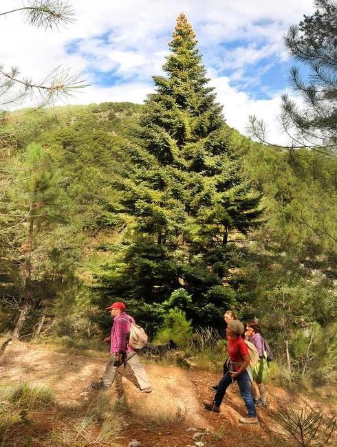 Un gran pinsapo, el abeto de Andalucía, levanta su copa a más de 10 metros de altura y la adorna con piñas amarillentas y rojizas.