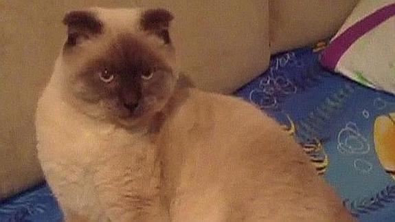 Imagen de Barsik, candidato a la alcaldía