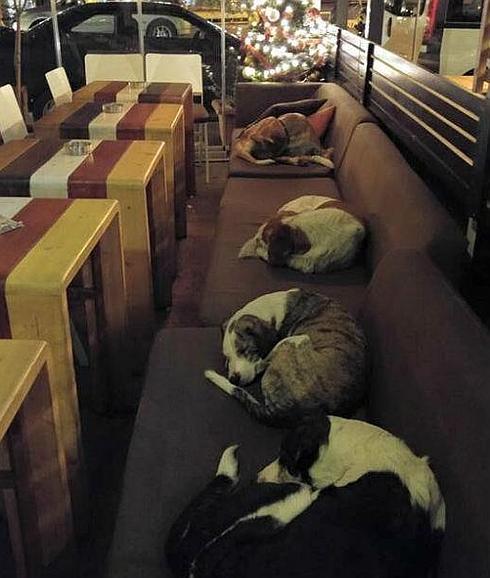 Esta cafetería abre sus puertas a perros callejeros cada noche de invierno