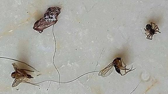 Los insectos que salen del pelo de los afectados 