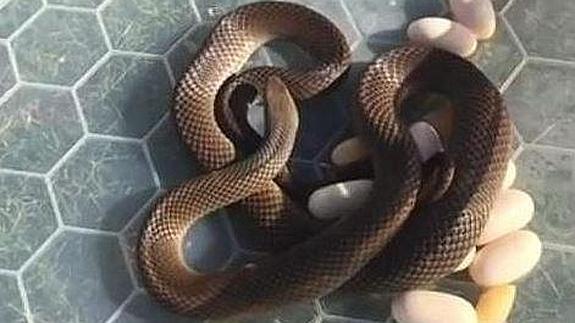 Encuentra tras su nevera una de las serpientes más venenosas del mundo
