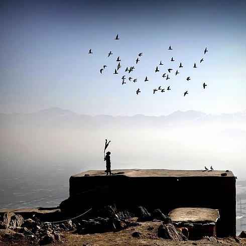 Las palomas prohibidas